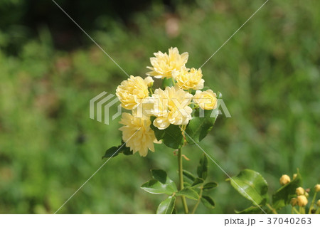 モッコウバラ 37040263