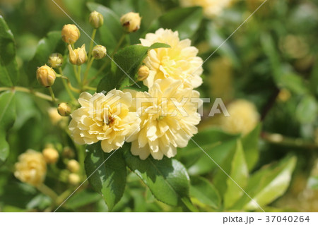 モッコウバラ 37040264