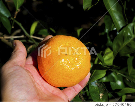 ミカン狩り 37040460