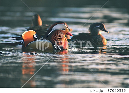 A colourful male mandarin duck. (Aix galericulata 37040556