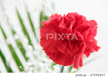 母の日　花　Mother's Day flower 37040947