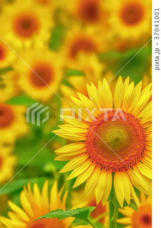 ヒマワリの花 ヒマワリの花 37041001