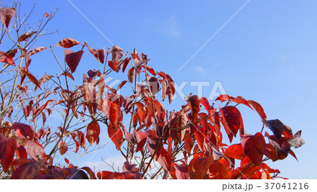 16：9　紅葉のアメリカハナミズキと花芽 37041216