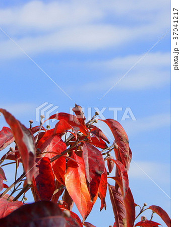 紅葉のアメリカハナミズキと花芽 37041217