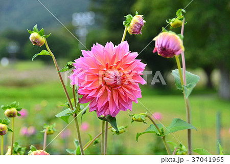 ダリアの花　やわらぎ 37041965