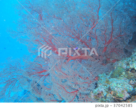 リュウキュウイソバナに隠れるニセクレナイスズメ リュウキュウイソバナに隠れるニセクレナイスズメ 37042585