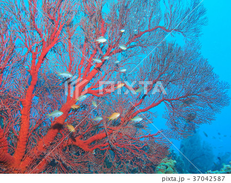 リュウキュウイソバナに寄り添う幼魚 37042587