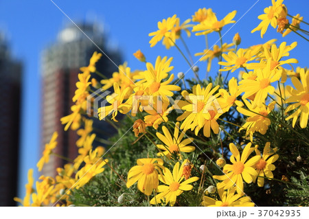 都市に咲く黄色の花々 都市に咲く黄色の花々 37042935