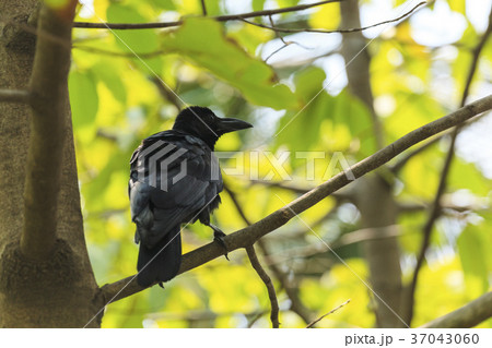 Black Crow Black Crow 37043060