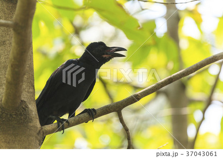 Black Crow Black Crow 37043061