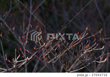赤い冬芽 ドウダンツツジ 冬のイメージ B 1 中程先端にフォーカスの写真素材