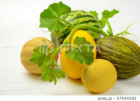 ripe melon varieties ripe melon varieties 37044583
