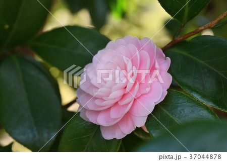ツバキ 37044878