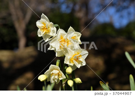 八重咲きニホンスイセン 37044907