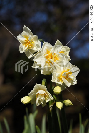 八重咲きニホンスイセン 37044908