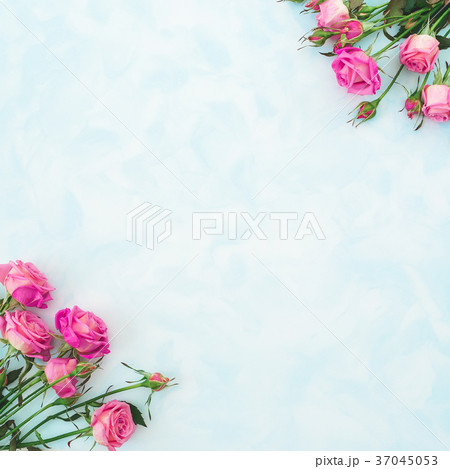 Pink roses on blue background. Flat lay, Top view. Pink roses on blue background. Flat lay, Top view. 37045053