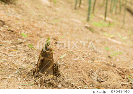 タケノコと竹林のイメージ タケノコと竹林のイメージ 37045440