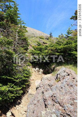 日光白根山 森林限界（2400m付近） 37045606
