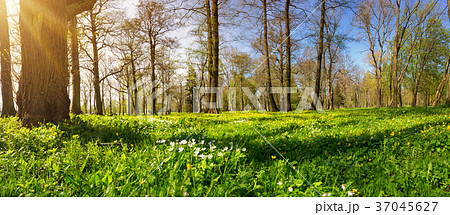Wood with spring flowers 37045627