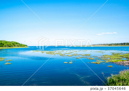 春国岱(しゅんくにたい) 北海道 春国岱(しゅんくにたい) 北海道 37045646