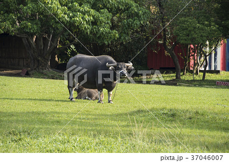 水牛 スイギュウ すいぎゅう 37046007