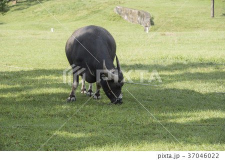 水牛 スイギュウ すいぎゅう 37046022