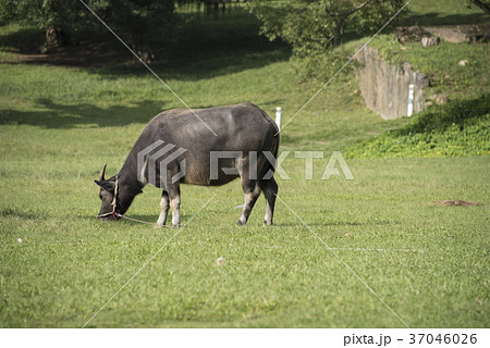 水牛 スイギュウ すいぎゅう 37046026