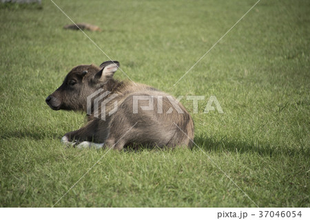 水牛 スイギュウ すいぎゅう 37046054