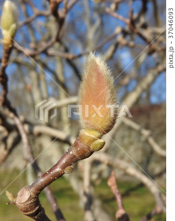 春を待つハクモクレンのつぼみの写真素材
