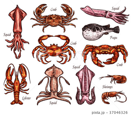 Sea animal sketches with fish and crustacean 37046326