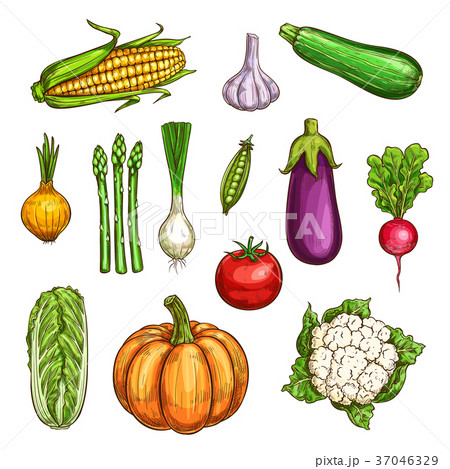 Isolated color vegetables sketches set 37046329