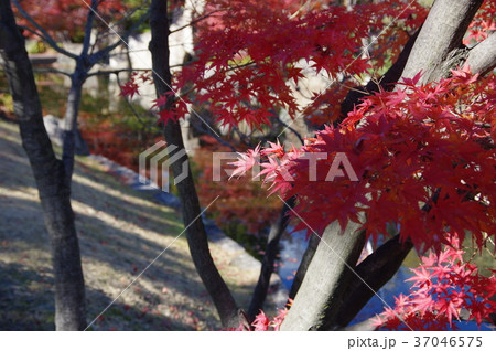 徳川園　紅葉 37046575