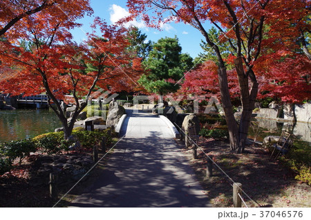 徳川園　紅葉 37046576