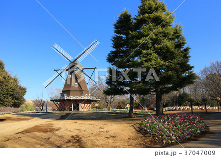 ふなばしアンデルセン公園の風車とアイスチューリップ（12月）千葉県船橋市 37047009