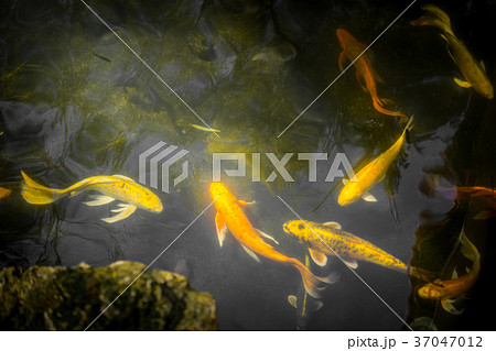 Colorful fancy carp fish or koi fish. Colorful fancy carp fish or koi fish. 37047012