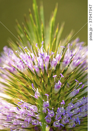 teasel, closeup of the flower teasel, closeup of the flower 37047347