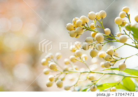 白南天 白南天 37047471