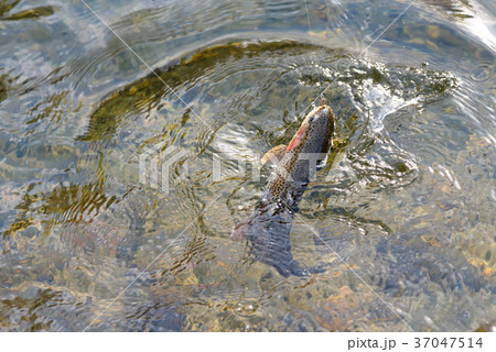 フッキングしたレインボートラウト 37047514