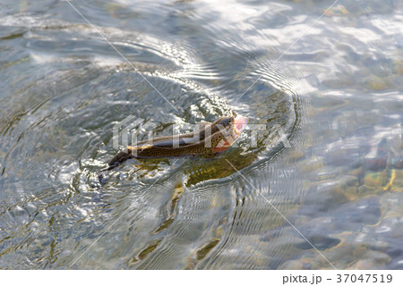 クリアウォーターフィッシング 37047519