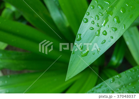 Natural green leaf background or pattern design Natural green leaf background or pattern design 37048037