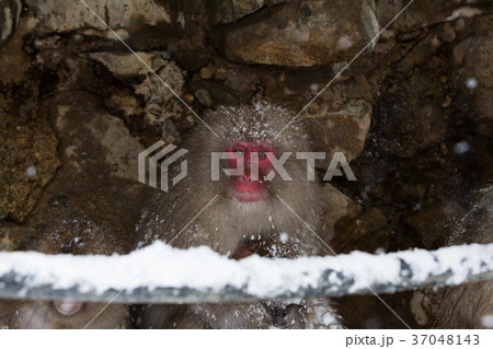 jigokudani yaen kouen jigokudani yaen kouen 37048143