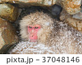 Snow monkey 37048146