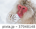 Snow Monkey,Nihonzaru 37048148