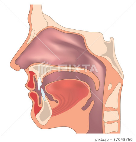 Nose, throat anatomy Human organ. Medical sign 37048760