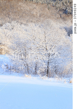 北海道オホーツクの冬 晴れた日の朝の雪景色 里山の美しい山肌と樹木の写真素材