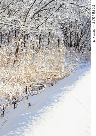 北海道オホーツクの冬、田舎道、脇に積もった新雪と樹木とかれ葦の冠雪 37049253