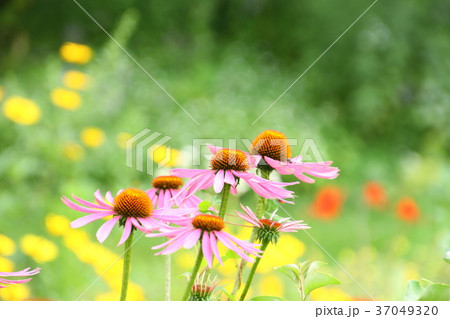 緑の庭に咲くピンクの花、エキナセア 緑の庭に咲くピンクの花、エキナセア 37049320