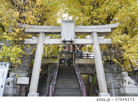 誕生八幡神社の鳥居とイチョウの木（東京都品川区） 37049373