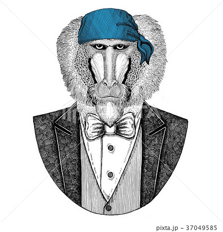 Monkey, baboon, dog-ape, ape Wild biker, pirate 37049585