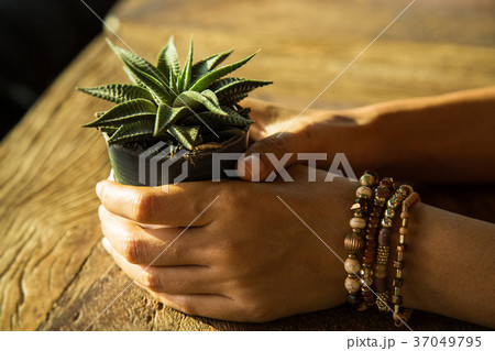 cactus cactus 37049795
